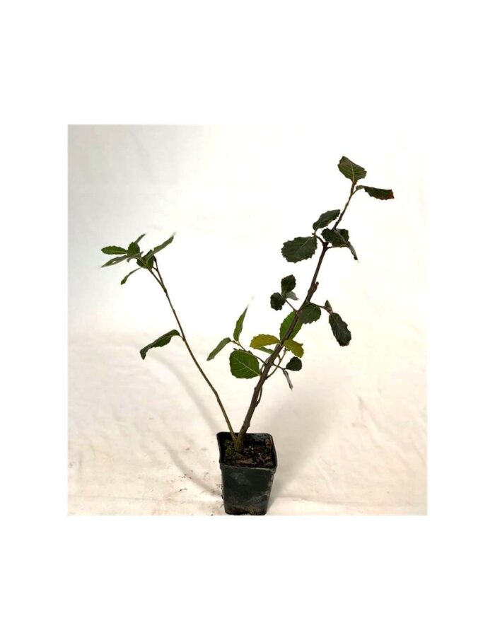 40 Piante di Quercia ilex Vaso 7cm